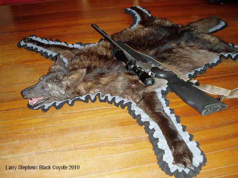 trophyhunting Black Coyote Rug Mount, an Unusual Addition to any