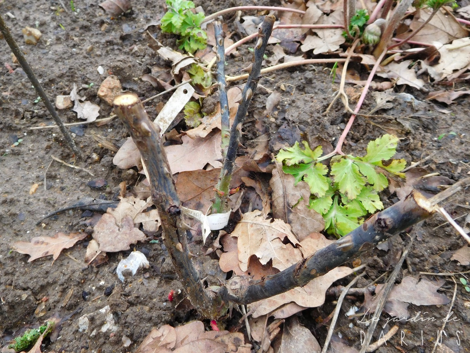 Norm S Nursery September 2015