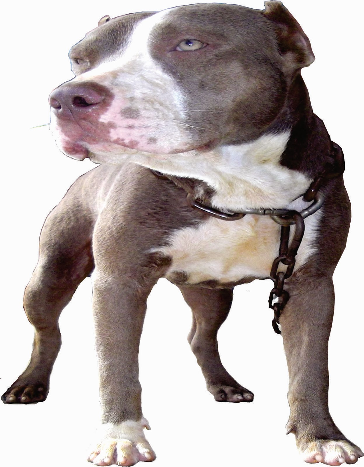 Pitbull Blue pit rednose