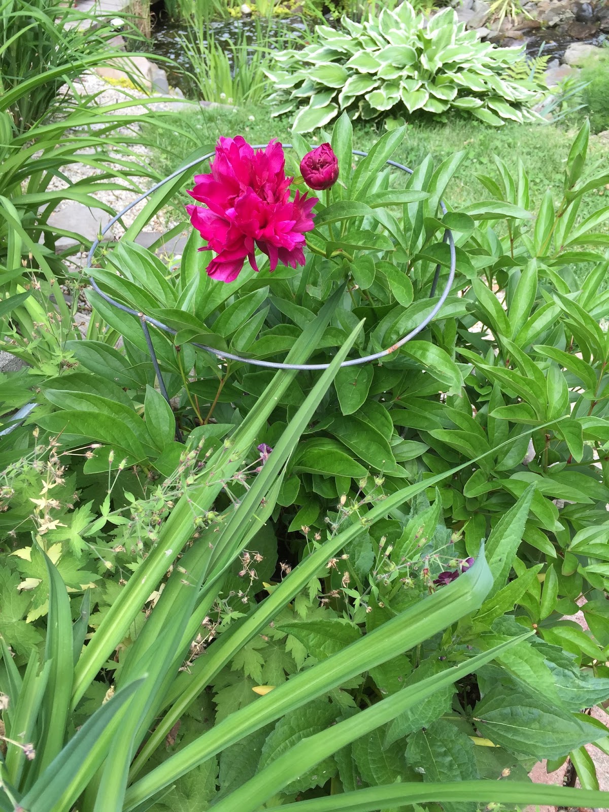 Green Garden Guru Why won't my iris and peony bloom?