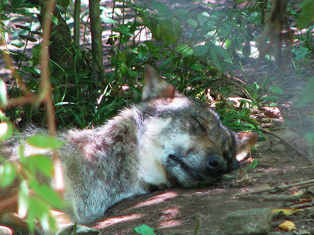 Loup faisant sa sieste à Orlu
