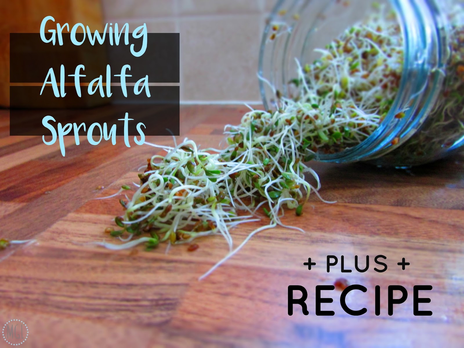 How To Grow Alfalfa Sprouts + Recipe ft Indigo Herbs* [VEGAN]. My