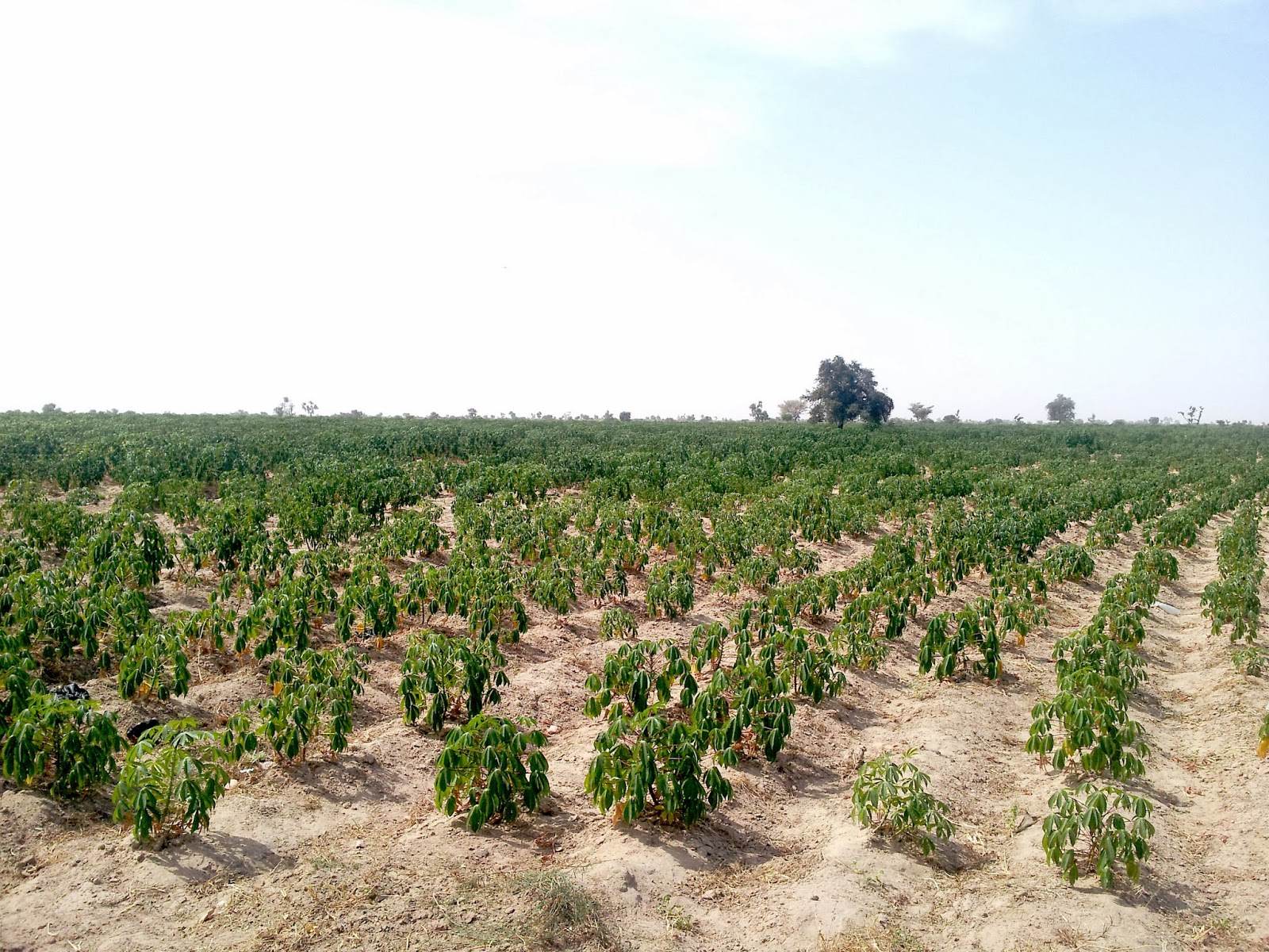 IITA News and Updates Cassava Transformation Breaking the limits of