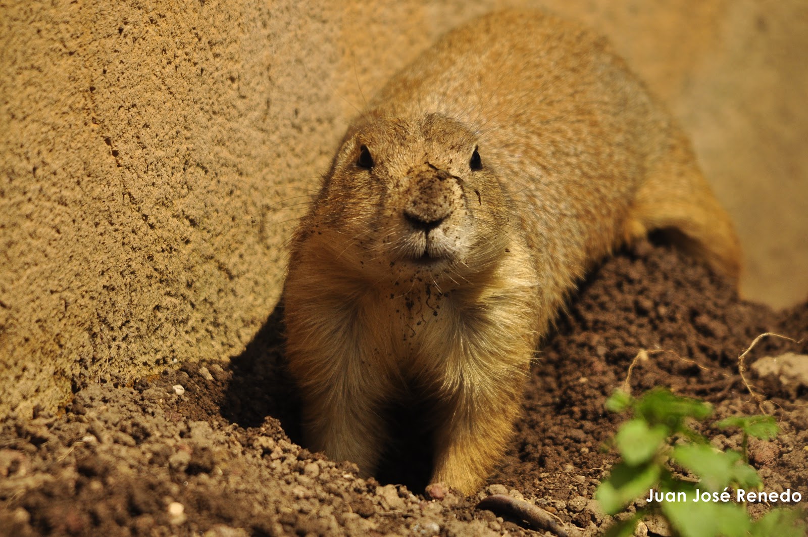 CANTABRIA, FOTOGRAFIA VIVA Perrito De La Pradera