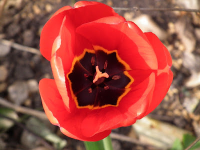 Red tulip eye