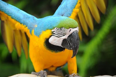 Blue and Gold Macaw Pets Singapore