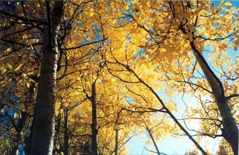 科學家對樹木進行基因改造 降低製漿造紙難度