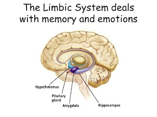 EXAMS AND ME : Limbic System