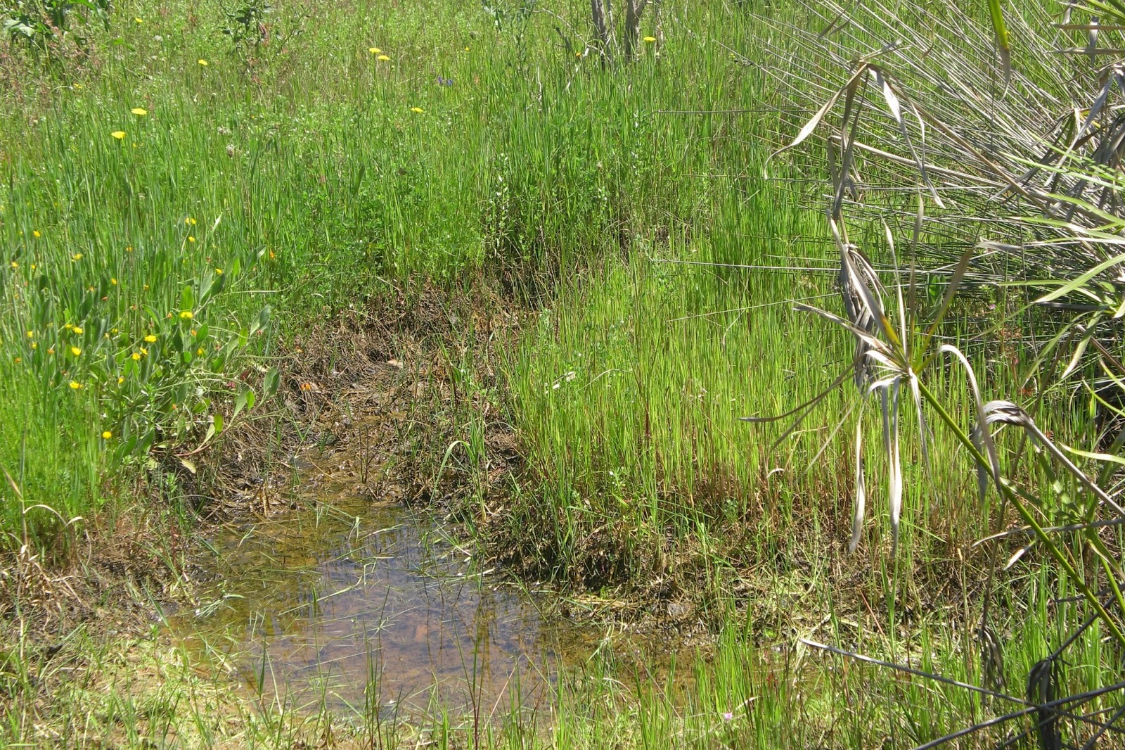CPR.BEMBEZAR: LA PRIMAVERA HA LLEGADO A CÉSPEDES