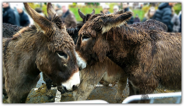 Foto de la semana: burros en Santa Lucía