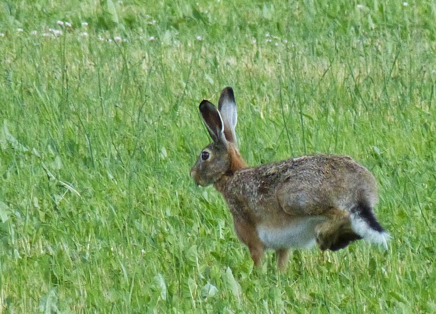 Im Garten und am Wegesrand Gibt�s bald keine Osterhasen mehr?