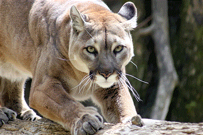 Alen: Claridad Pensamientos: Puma: León de Los Andes en Parque del Paine, Chile