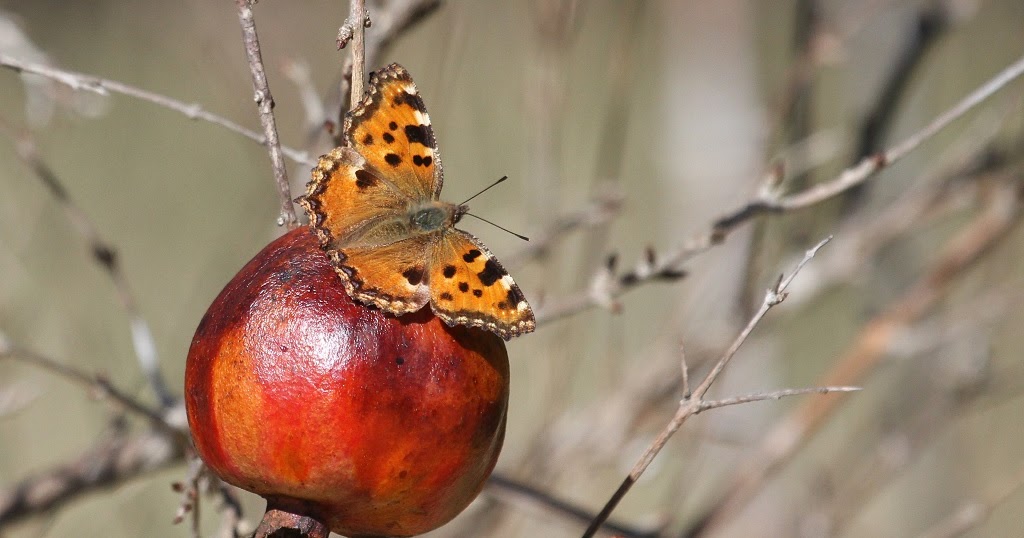grande tortue terrestre