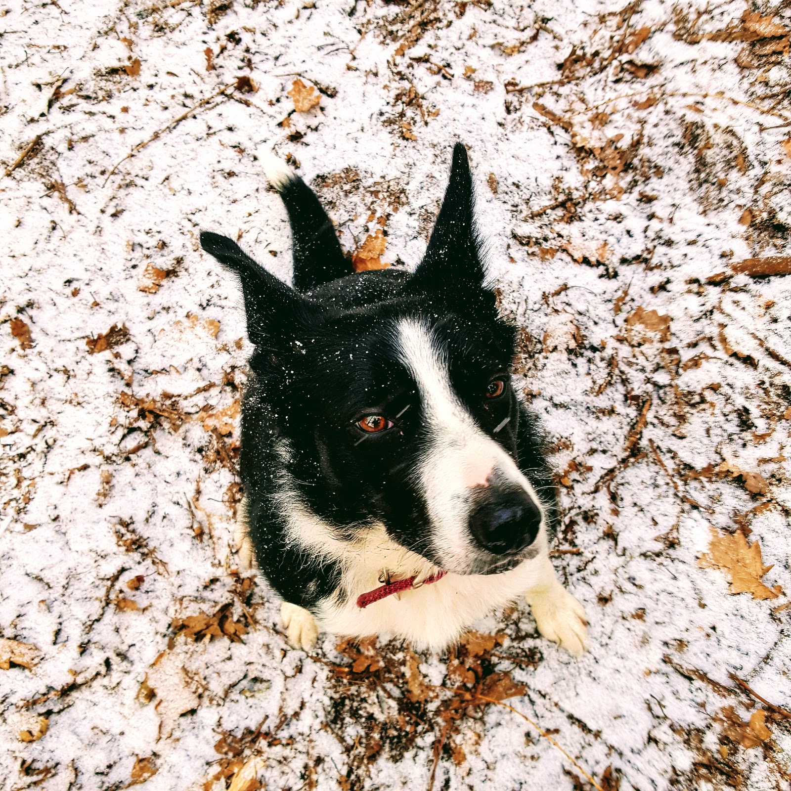 Snow Dog: The Wordless Or Not So Wordless Wednesday Link Up Snow Dog: The Wordless or not so Wordless Wednesday Link Up