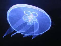 Aurelia aurita fase medusa