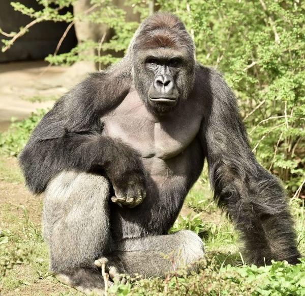 The Ruminative Rabbi Harambe