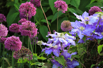 Alliums and Clematis