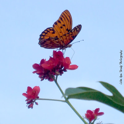 Gulf Fritillary Butterfly - Discovery Gardens Gulf Fritillary Butterfly - Discovery Gardens