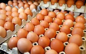  perbedaan telur kampung dan telur biasa