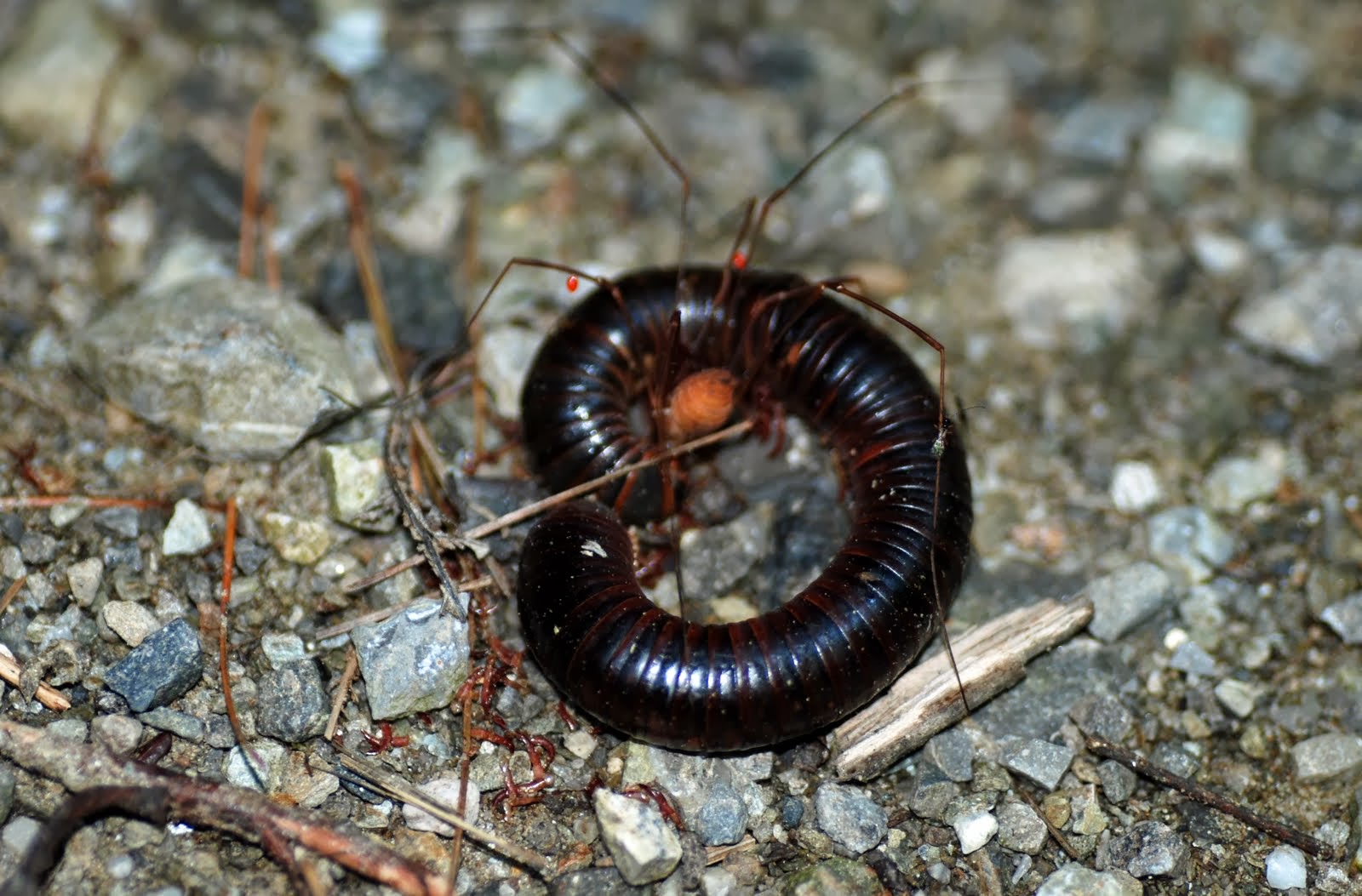 OUTDOORS: Daddy Longlegs belong in a class all their own - Orillia