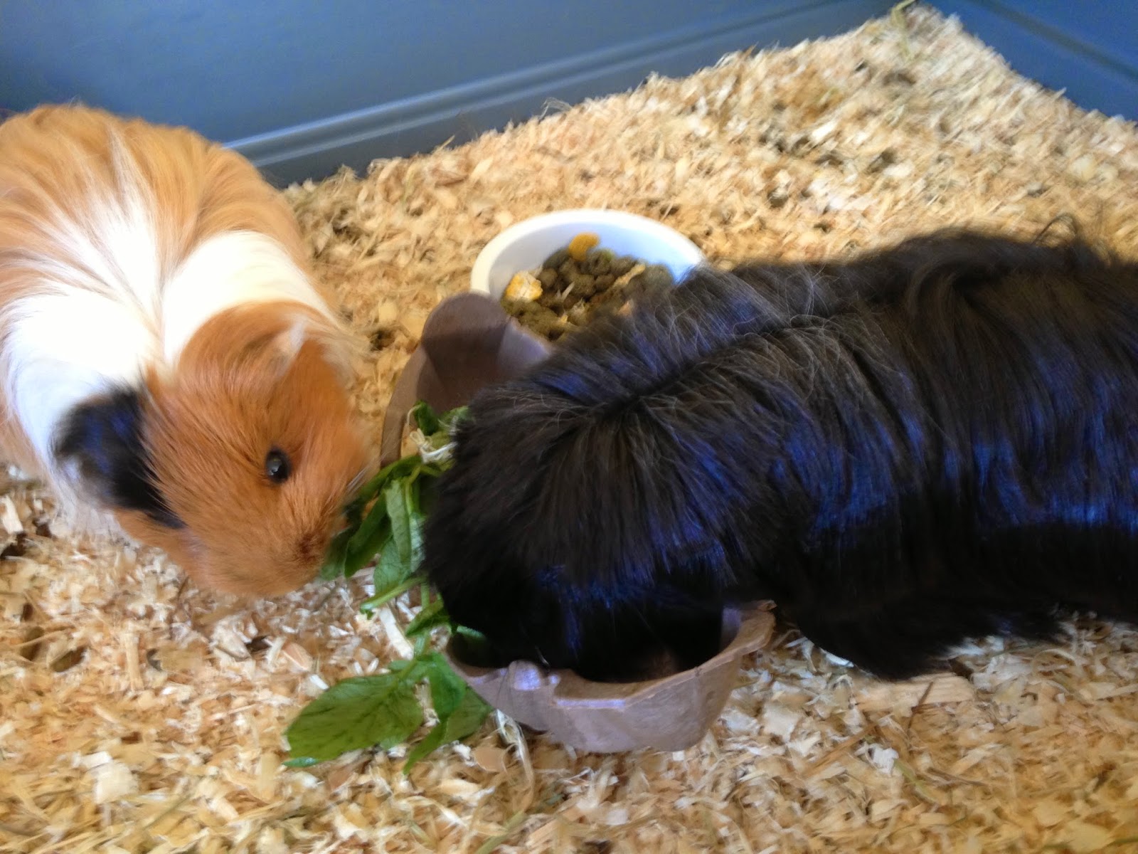 Undercover Guinea Pigs: Calendar 2014 Undercover Guinea Pigs: Calendar 2014