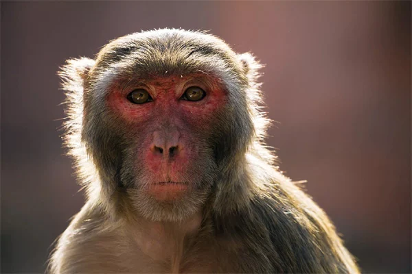 Monkey goes missing with infant in Odisha, Parents, News, Local-News, Kidnap, Complaint, Police, Allegation, National
