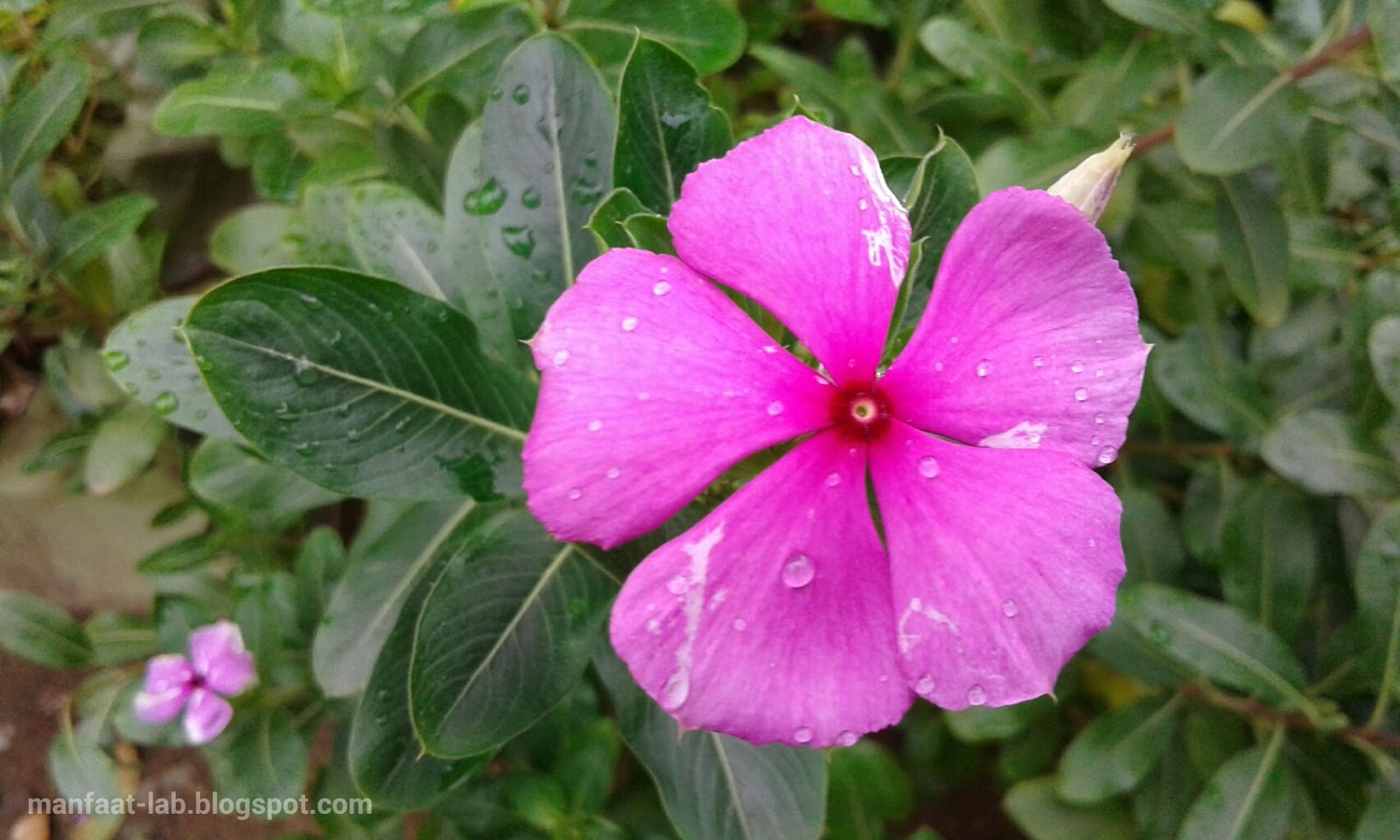 300 Wallpaper Bunga Geranium 300 Wallpaper Bunga Geranium