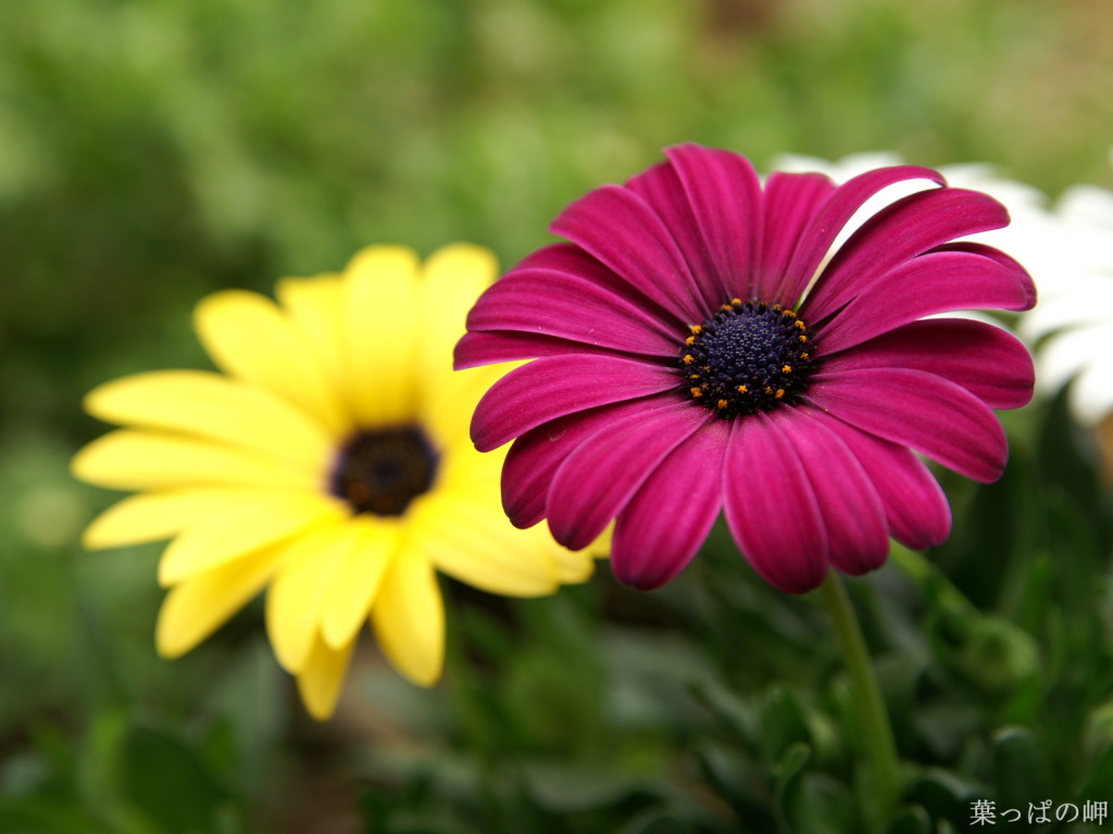 Beautiful flowers