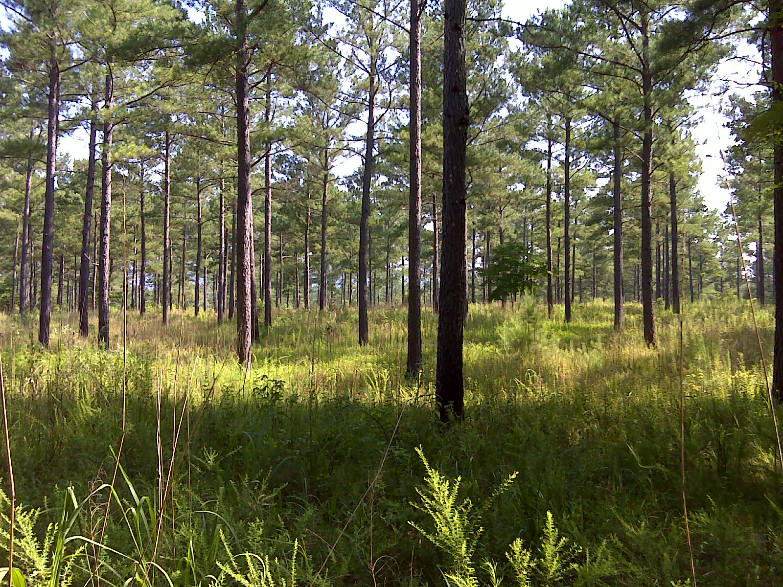 Why trees matter nytimes