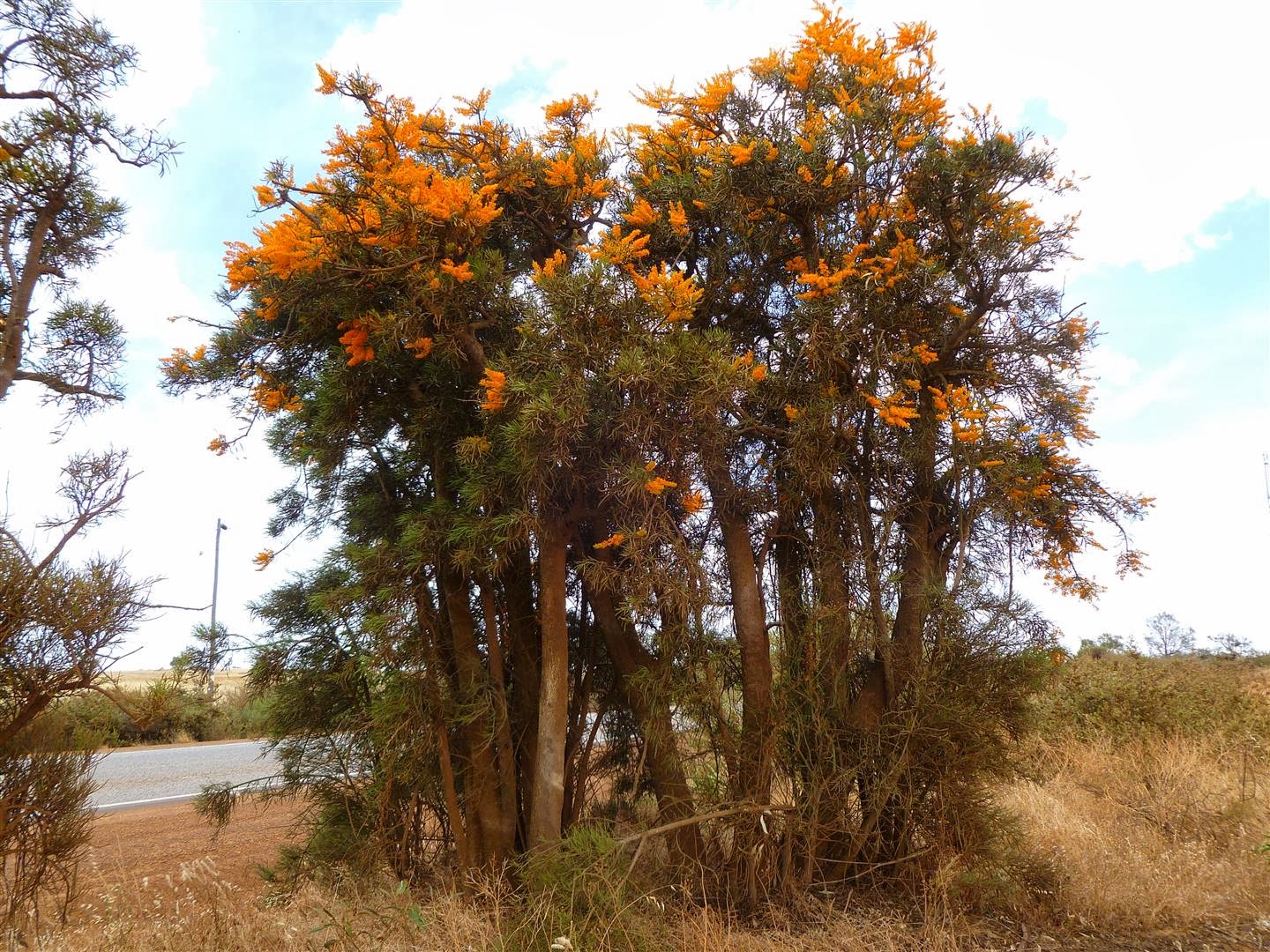 This and That, Here and There West Australian Christmas Tree