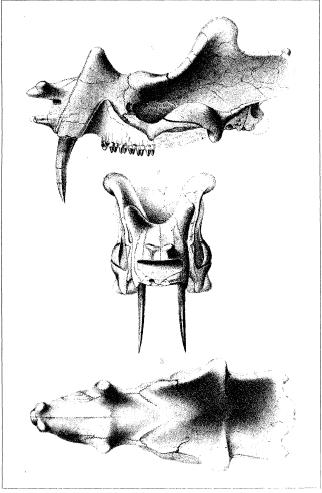 Uintatherium skull