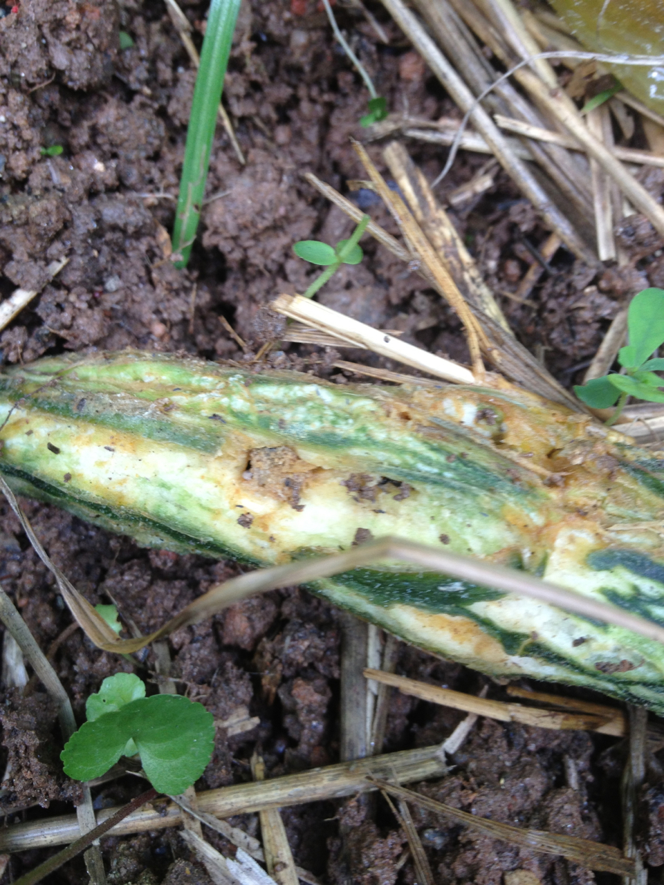 The Funny Farm Squash and Zucchini Under Attack The Funny Farm Squash and Zucchini Under Attack