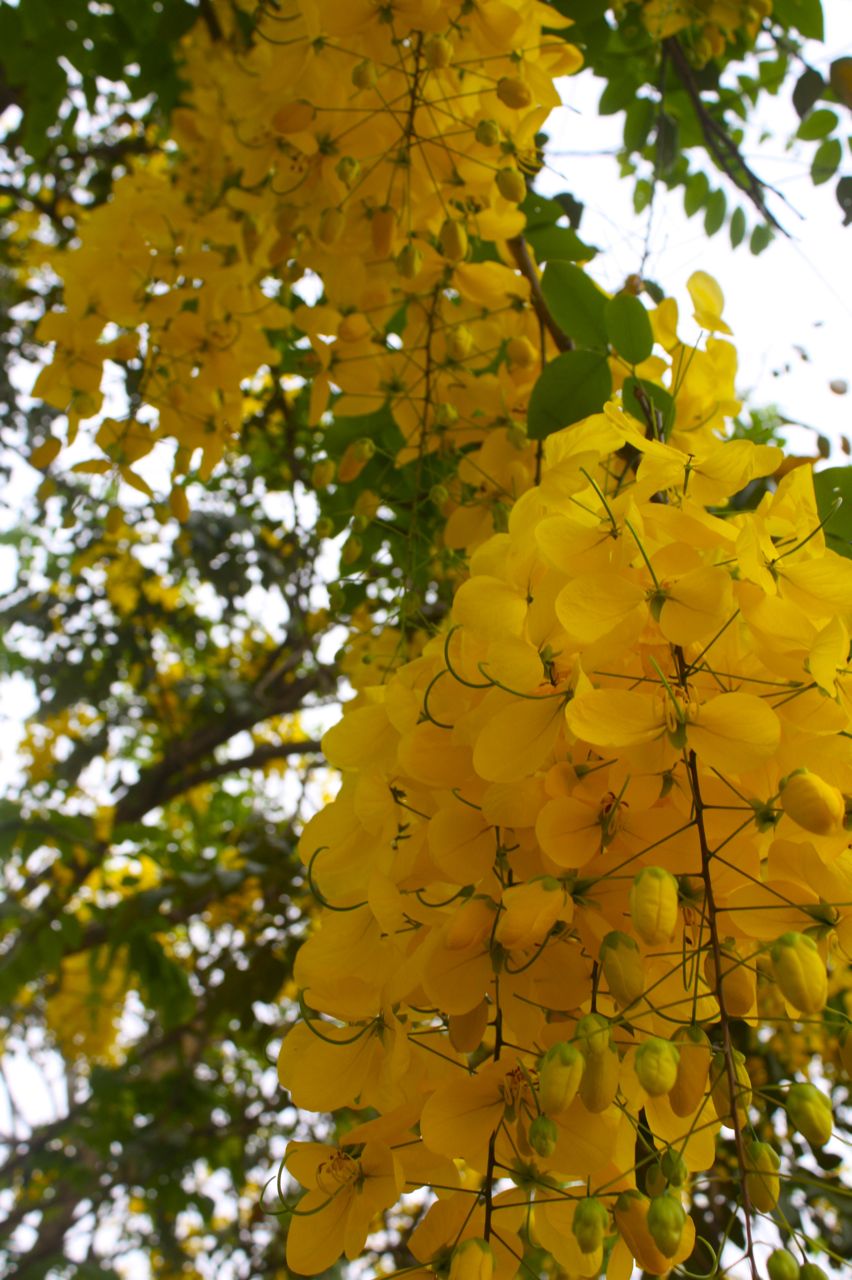 at home in Ghana Flowering trees