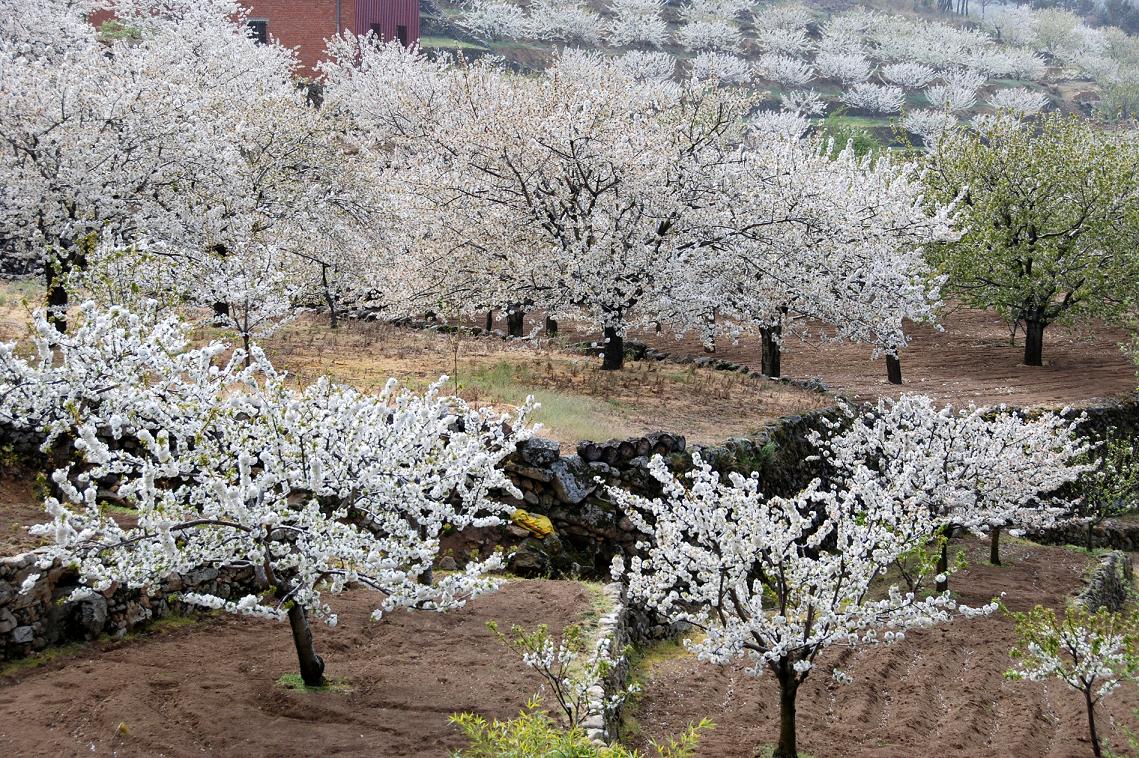El rincón de Ceditas Cerezos en