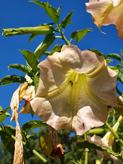 A Life Inspired by Nature: Great Gardens!