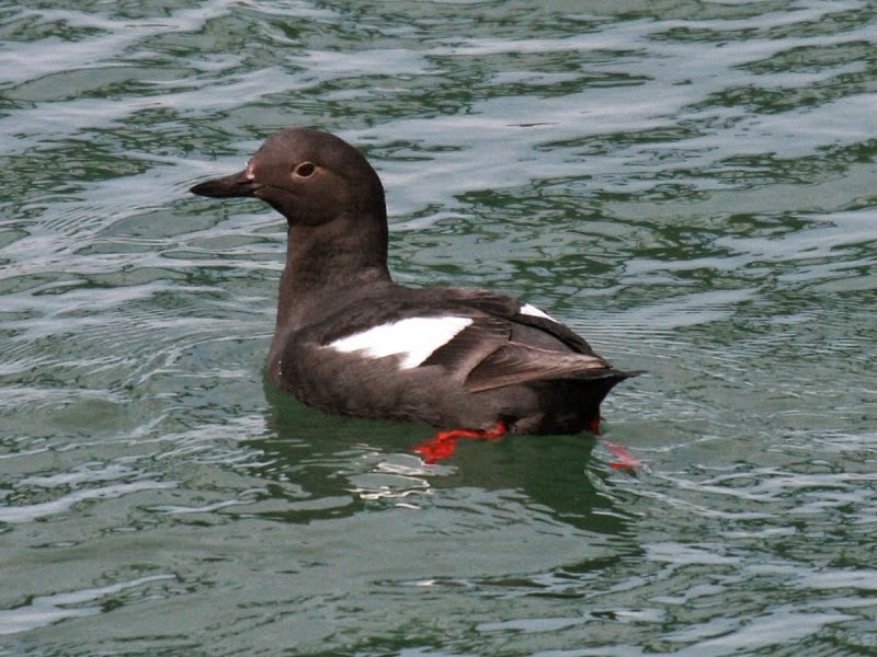 Pigeon Guillemot