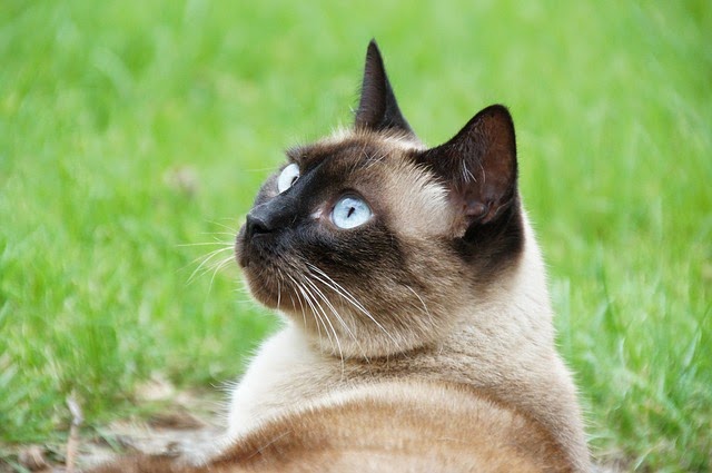 23 Siamese Cat Life Stages Image