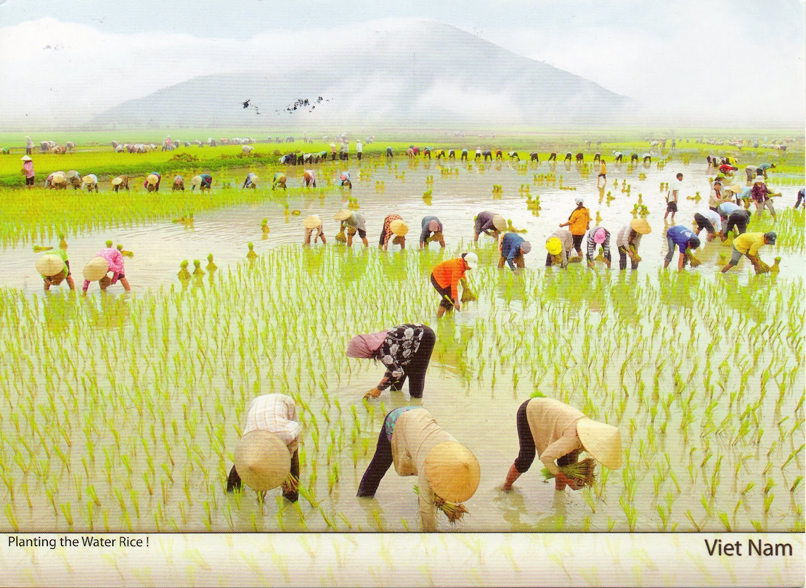 Gforpcrossing Rice fields Vietnam