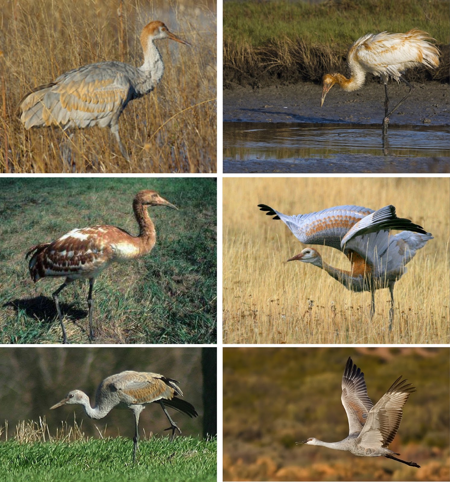 Vickie Henderson Art Sandhill Crane Season Passes in Tennessee