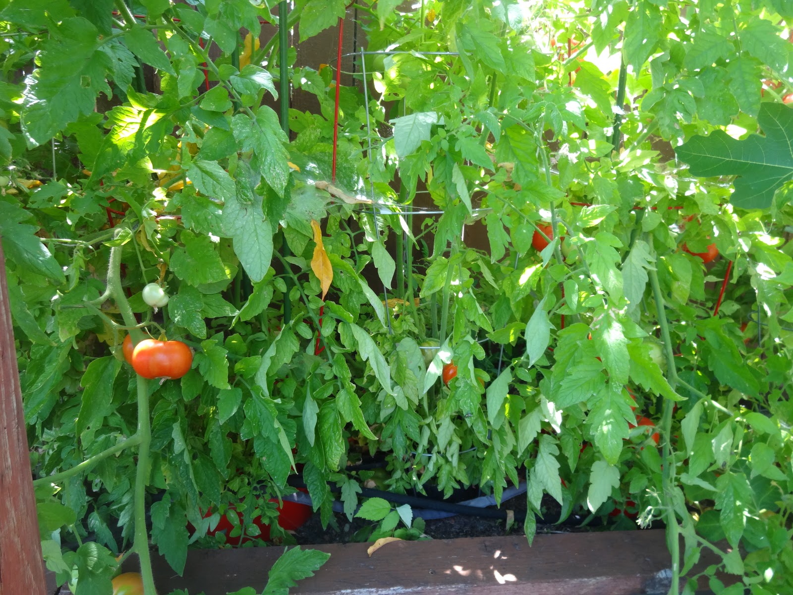 The Scientific Gardener Sam's Garden