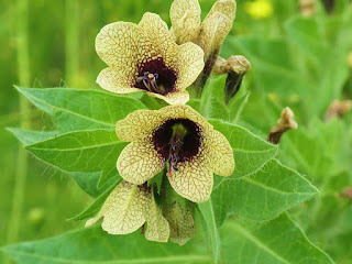 Энергия и магия лекарственных трав: где и как использовать, Энергетические магические и обережные свойства растений: где и как использовать, талисманы и обереги, народные поверья, как очистить дом с помощью растений, http://prazdnichnymir.ru/