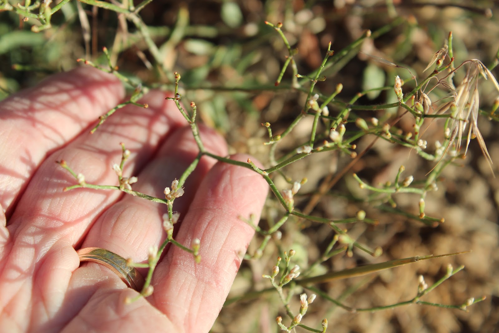 Jefferson County Colorado Wildflowers June 2012