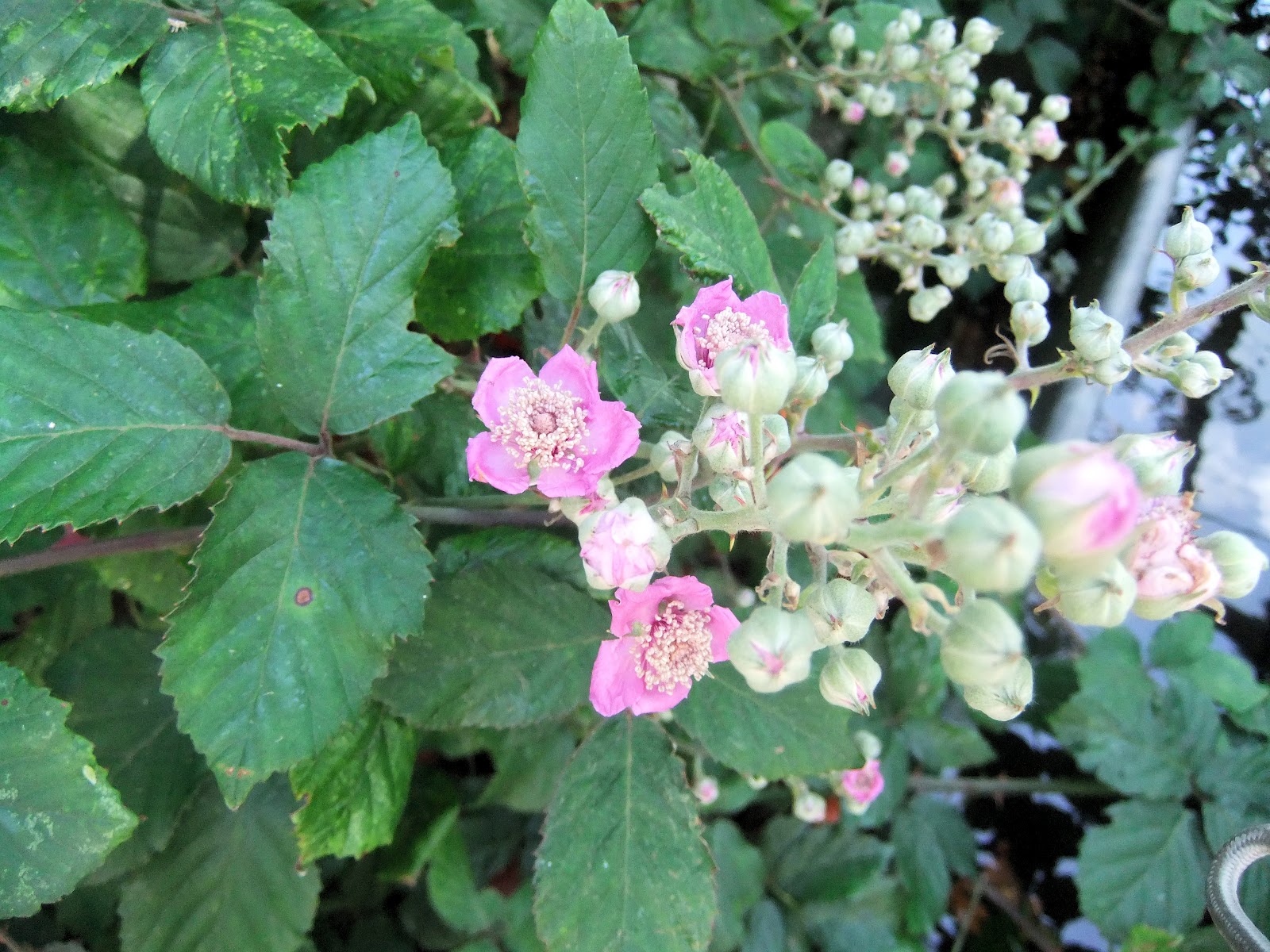 Anglesey Wild Flower Meadow Flowers Beginning of August