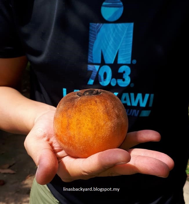 Butter Fruit & Ambra In Putrajaya