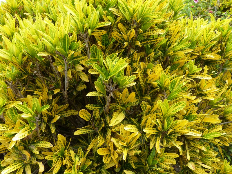 Faaxaal Photos nature gratuites et libres de droits Codiaeum