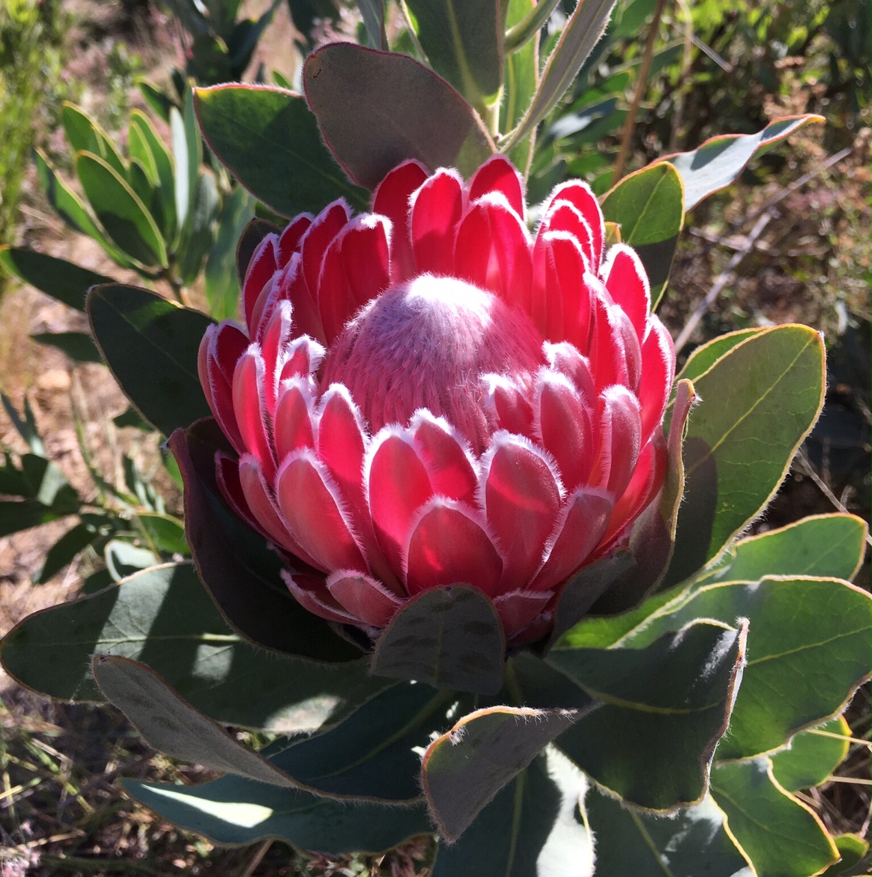 A Passion for Flowers In the Field Lady Di