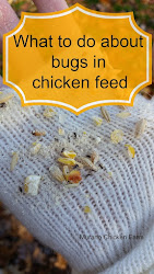 bugs chicken feed chickens weevils grain eggs poultry coop farm muranochickenfarm scratch finding found raising murano winter earth filled farming