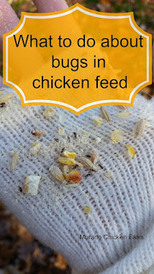 weevils, moths, chicken feed