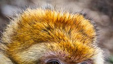 MONYET PENIPU DAN BUAYA YANG BODOH #monyet #buaya