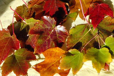 fall leaves in various colors